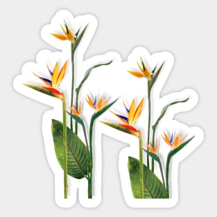 Birds of Paradise in Bloom Sticker